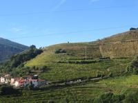 Weinberge in der Douro Region