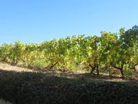 Weinreben der Weinkellerei Pacheca