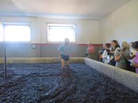 Weinkellerei Pacheca - so werden die Trauben gestampft...