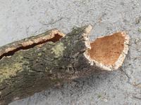 Besuch einer Korkfabrik