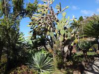 Funchal, Botanischer Garten