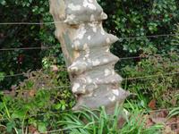 Quinta do Palheiro = Blandy's Garten - die Natur bahnt sich ihren eigenen Weg