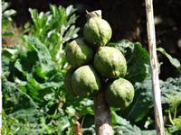 Wanderung auf der Levada von Marocos - Papaya