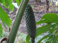 Funchal, Botanischer Garten - Fensterblattfrucht