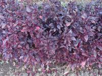 Funchal, Botanischer Garten - Iresinen