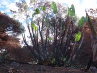 Funchal, Botanischer Garten - Spuren des Waldbrandes vom August