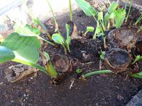 Funchal, Botanischer Garten - Spuren des Waldbrandes vom August