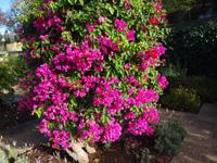 Funchal, Botanischer Garten - Bougainvillea