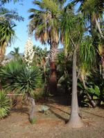 Funchal, Botanischer Garten