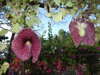 Funchal, Botanischer Garten - fleischfressende Pflanze