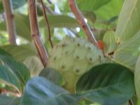 Wanderung auf der Levada von Marocos - Anoa