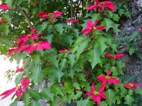 Wanderung auf der Levada von Marocos - Weihnachtssterne