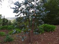 Quinta do Palheiro = Blandy's Garten - Eucalyptus