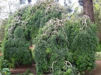 Quinta do Palheiro = Blandy's Garten - japanischer Pagodenbaum