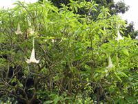 Quinta do Palheiro = Blandy's Garten - Trompetenbaum