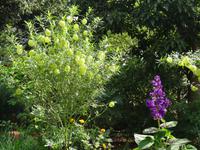 Quinta do Palheiro = Blandy's Garten 