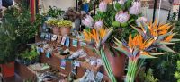 13 Blumenvielfalt auf Madeira