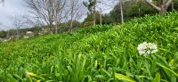 130 Agapanthus