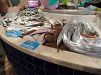 Singlereise Portugal _ Fischmarkt in Lagos