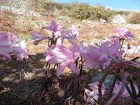 Singlereise Portugal _ Serra de Monchique 