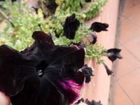 Singlereise Portugal _ Heilquellen von Monchique