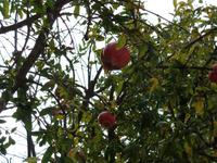 Singlereise Portugal _ Granatäpfel im Bergdorf Alte