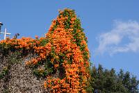 die wunderschönen Feuerbegonien