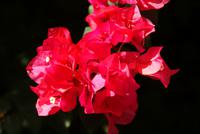 Bougainvillea