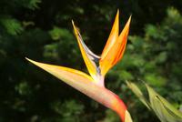 Strelitzien, eine Pracht auf Madeira