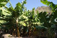 Bananicultura in Ponta do Sol