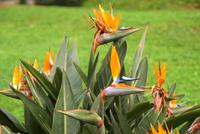 Strelitzien, eine Pracht auf Madeira