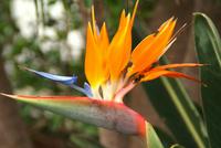 Strelitzien, eine Pracht auf Madeira
