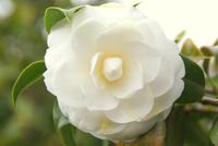 Kamelienblüte in Blandy's Garten 