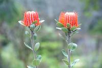 Proteen in Blandy's Garten