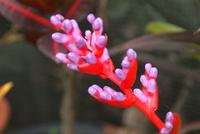 Besuch im Orchideengarten