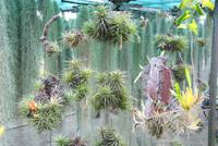 Besuch im Orchideengarten