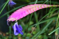 Besuch im Orchideengarten