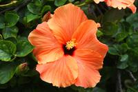 Besuch im Orchideengarten