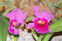 Besuch im Orchideengarten