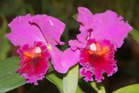 Besuch im Orchideengarten