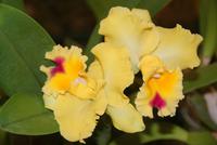 Besuch im Orchideengarten