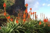 wunderschöne Aloen in voller Blüte