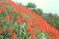 wunderschöne Aloen in voller Blüte