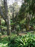 Tropischer Garten in Monte