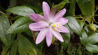 Passionsblume