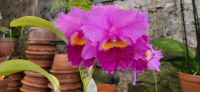 134  Patricks Orchideengarten