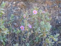 027 weißliche Zistrose