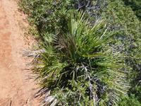 069 Westküste Zwergpalme