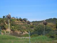 093 Monchique Gebirge