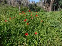 095 Monchique Gebirge